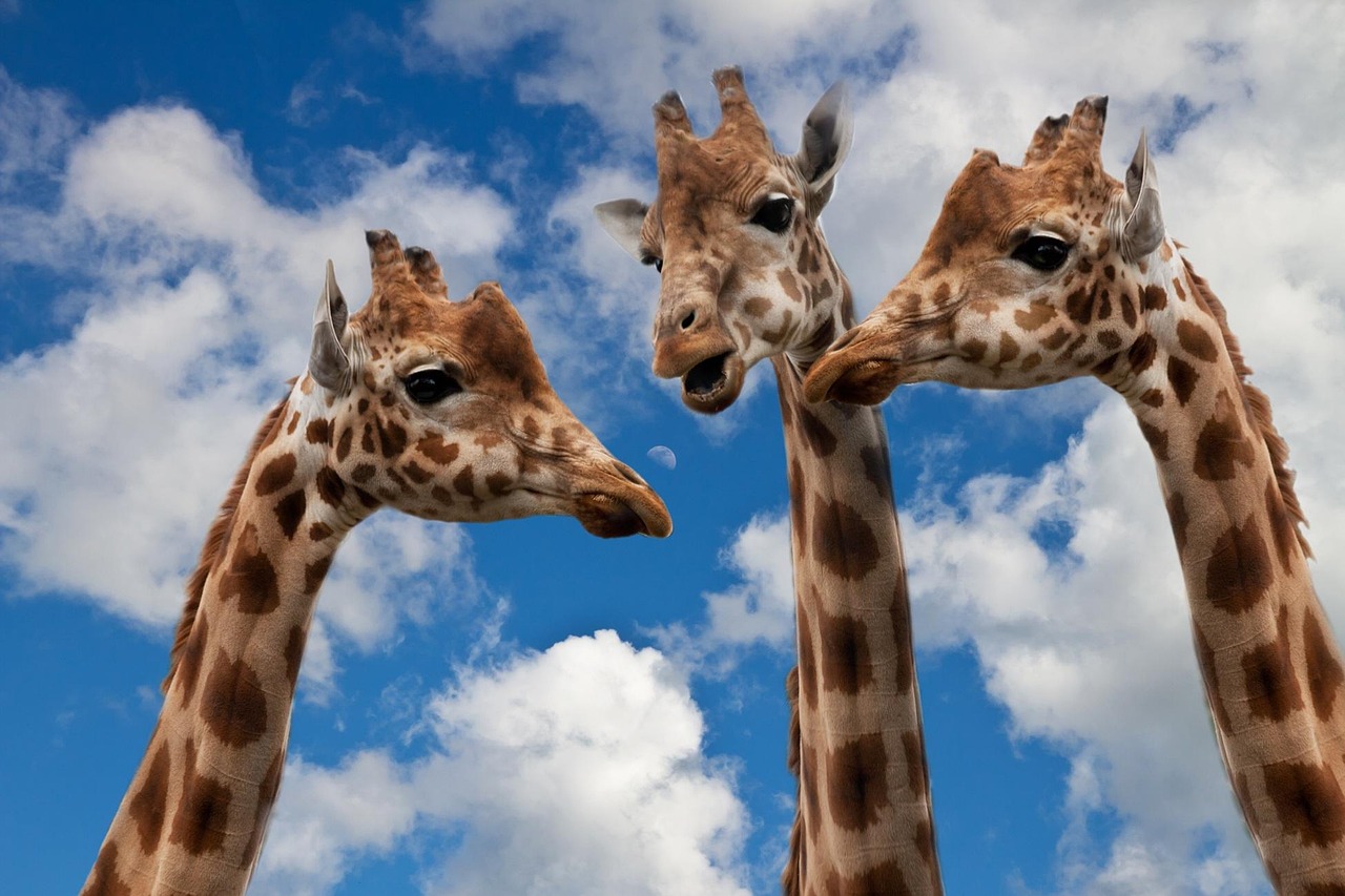 giraffes-627031_1280